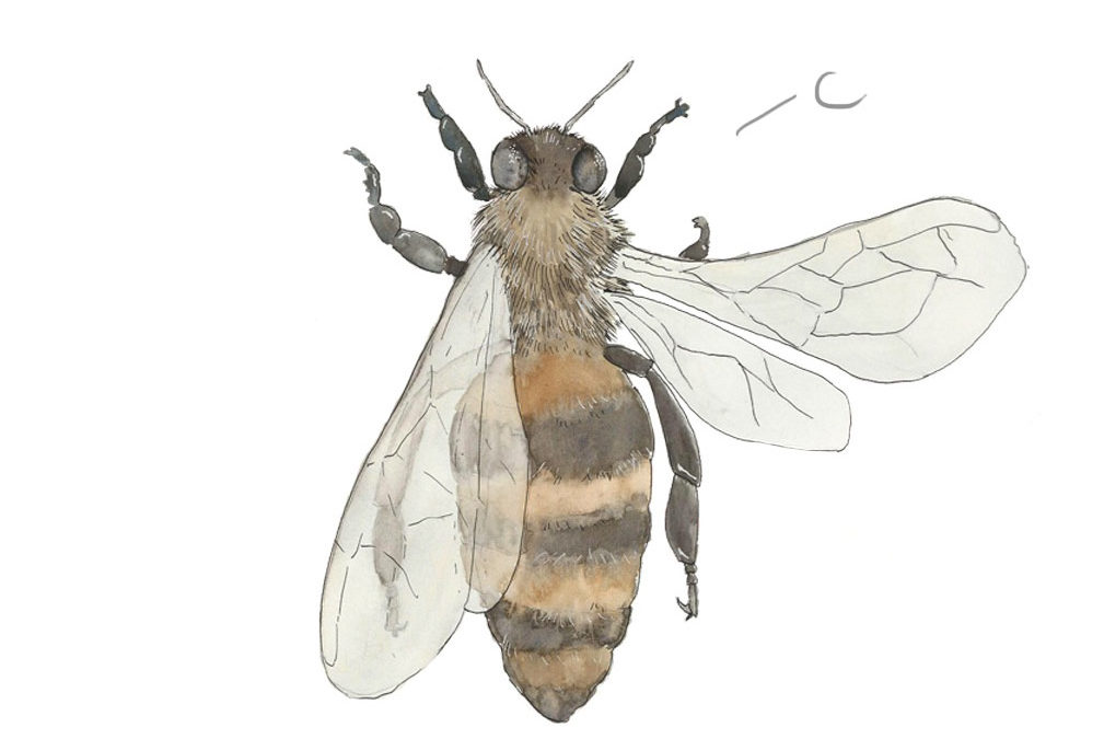 SCIENCE & ART IN THE MONTADO: PLANT-INSECT INTERACTIONS