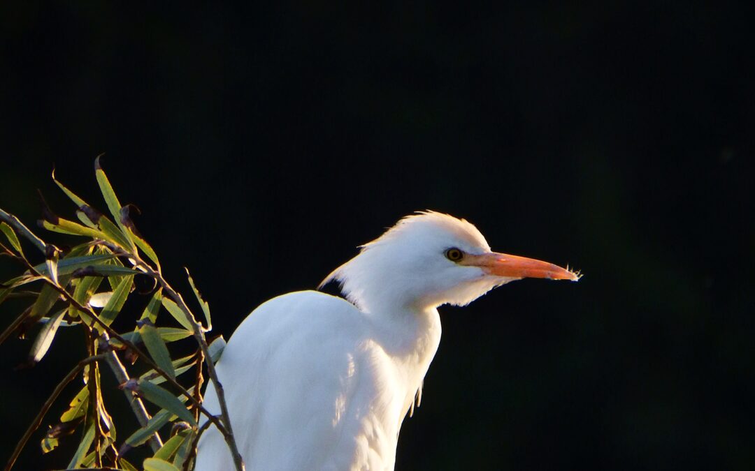 MONITORIZAÇÃO DA BIODIVERSIDADE DA FRENTE RIBEIRINHA DE CORUCHE