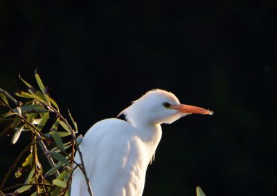 MONITORING THE BIODIVERSITY OF CORUCHE’S RIVERFRONT